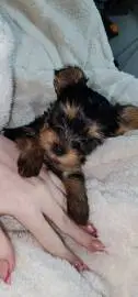 Mini Yorkshire Terrier puppies looking for moms and dads, Animals, Sale of dogs