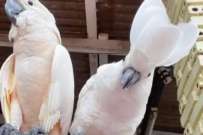 ​​​​​​​Cockatoo s rare spicy of birds to friendly , Animals, Birds, Be'er Sheva