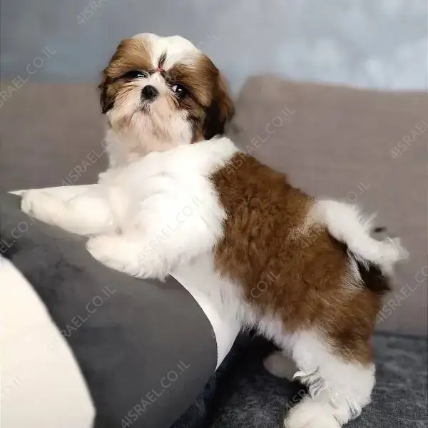 Shih tzu looking clearance for a home