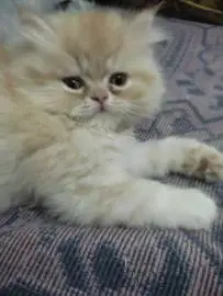 Продаются персидские котята, белые и рыжие, приучены к туалету, Животные