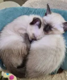 Продажа котят порода тайские, родились 15 февраля, свободны две девочки больше информации по телефону, Животные, Иерусалим