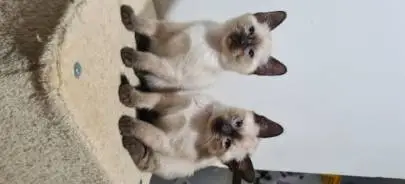 Продажа котят порода тайские, родились 15 февраля, свободны две девочки больше информации по телефону, Животные, Иерусалим