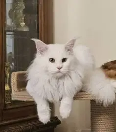 We offer pure white Mei Coon w62 for mating with a pedigree cat brought from Moscow with genetically tested parents, Animals, Mating cats, Jerusalem