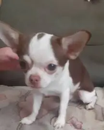 dog (Male) 8 months *mini Chihuahua* in good hands no price, Animals, In good hands, Bat Yam