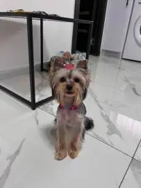 Looking for a Yorkie boy for breeding, Animals, Dog mating