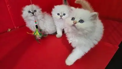 The most beautiful Scottish kittens in Israel are ready to go to a new home!!! Vaccinated, accustomed to food and sand, affectionate, tame, playful!!! The best gift for children and the whole family!!!, Animals, Kiryat Yam