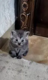 Two Scottish kittens are looking for a new home, Animals, Sale of cats