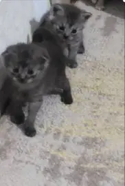 Два Шотланских котенка ищут новый дом, Животные, Продажа котов