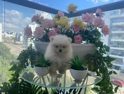 Selling Pomeranian Spitz puppies age 2, Animals, Sale of dogs, Hadera