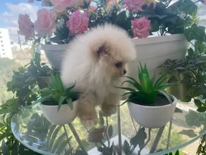 Selling Pomeranian Spitz puppies age 2, Animals, Sale of dogs, Hadera