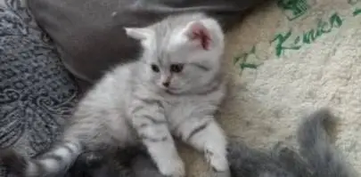 Шотландский котенок (девочка) готова перейти в новый дом, Животные, Продажа котов