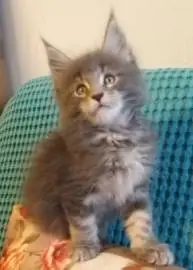 Maine Coon kittens, Animals, Sale of cats