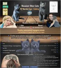 Питомник Русских Голубых, редкой в нашей стране породы, Животные, Продажа котов