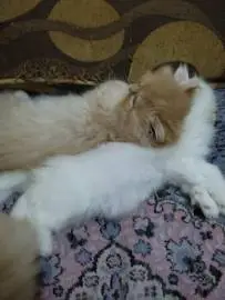 Продаются персидские котята, белые и рыжие, приучены к туалету, Животные, Продажа котов