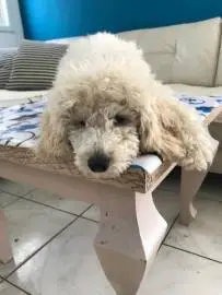 Purebred white poodle boy very beautiful, Animals, Sale of dogs