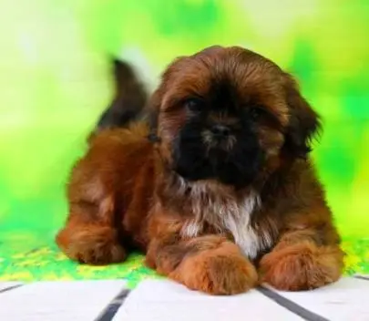Sweet little Shih Tzu girls are waiting for the best parents in the world ❤️, Animals, Sale of dogs