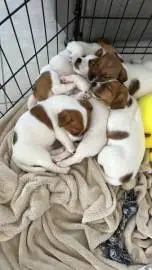 Selling jack russel puppies 3 boys, 1 girl, Animals, Sale of dogs, Netanya