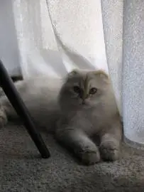 Handsome Scottish Fold cat looking for a bride for his offspring, Animals, Sale of cats, Ashdod