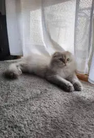 Handsome Scottish Fold cat looking for a bride for his offspring, Animals, Sale of cats, Ashdod