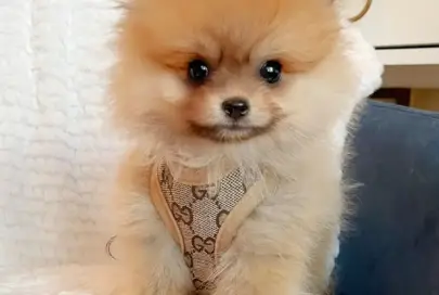 Beautiful Male and Female Pomeranian Puppies For Sale, Animals, Sale of dogs, Beit Nehemia, 2,500 ₪