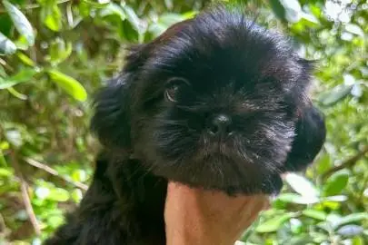 Purebred Shih Tzu Puppies for Sale, Animals, Sale of dogs, Shih Tzu, Karmiel, 0 ₪