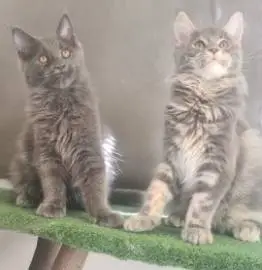 Maine Coon kittens! Ready to move in with new moms, Animals
