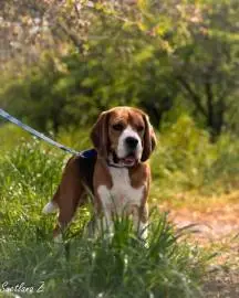 Looking for the perfect partner for your beautiful BEAGLE? Meet our gorgeous 36cm male! Champion of two countries (Macedonia and Montenegro), with an impeccable pedigree from world champions and a clean DNA test (the only representative with American genes in Israel) - he is not just a sire, he is a legend in the world of dog breeding! Our male dog has not only a striking appearance, but also an unsurpassed character, which makes him an ideal candidate for breeding, Animals