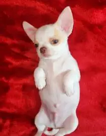 Smooth-haired Chihuahua puppies, white-cream color, boys, Animals, Sale of dogs