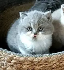 British kittens for sale, very high quality, Animals, Sale of cats