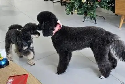 Poodle puppies (papa-Toy, mother-Nanasi) are looking for a new home, Animals, Sale of dogs, Toy poodle, 0 ₪