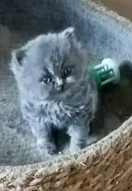 British kittens for sale, very high quality, Animals, Sale of dogs