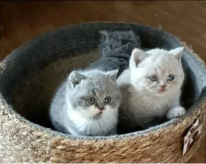 British kittens for sale, very high quality, Animals, Sale of dogs