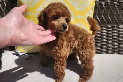 I have a male and female purebred poodle available for adoption., Animals, Sale of dogs, Toy poodle, Beit Horon, 1,677 ₪