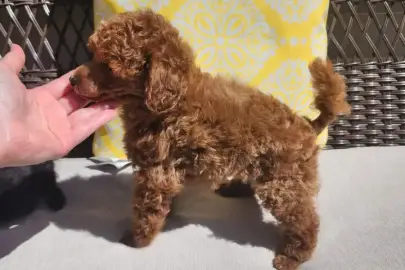 I have a male and female purebred poodle available for adoption., Animals, Sale of dogs, Toy poodle, Beit Horon, 1,677 ₪