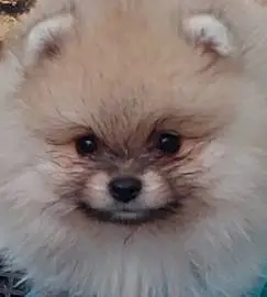 Very beautiful fluffy bears, Pomeranians) are ready for their new parents, Animals, Sale of dogs