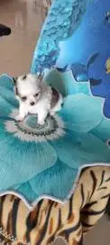 Home nursery offers: grown up Chihuahua puppies - two boys, Animals