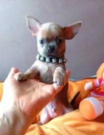 Wonderful baby lilac chihuahua, accustomed to dry food and a diaper, age 8 weeks, parents on site, Animals