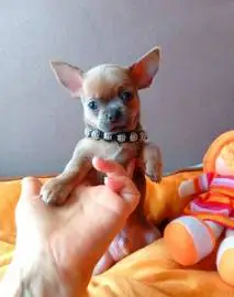 Wonderful baby lilac chihuahua, accustomed to dry food and a diaper, age 8 weeks, parents on site, Animals