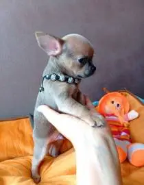 Wonderful baby lilac chihuahua, accustomed to dry food and a diaper, age 8 weeks, parents on site, Animals