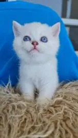 גורי חתולים סקוטים לבנים עם עיניים כחולות הם עצמאיים, אפשר להביא את החתלתול, חיות מחמד