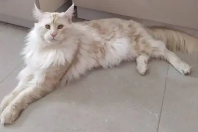 Maine Coon cat invites kittens for mating!, Animals, Hadera