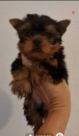 Yorkshire terrier puppies, vaccinated, Animals, Sale of dogs, Haifa