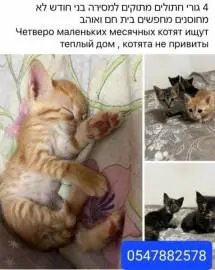 Четверо маленьких месячных котят ищут теплый дом! Котята не привиты, Животные, Продажа котов