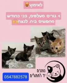 ארבעה גורי חתולים קטנים בני חודש מחפשים בית חם! חתלתולים אינם מחוסנים, חיות מחמד, מכירת חתולים