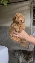 Purebred poodles for sale! Dad and mom with pedigrees, Animals