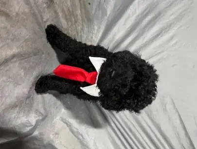 Purebred poodles for sale! Dad and mom with pedigrees, Animals