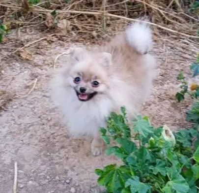 Pomeranian girl, Animals, Sale of dogs