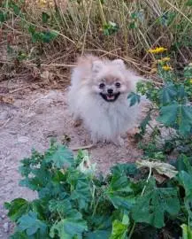 Pomeranian girl, Animals, Sale of dogs