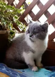 A bicolor British Shorthair cat from very high-quality breeders is ready to go to a new home., Animals, Sale of cats