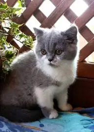 A bicolor British Shorthair cat from very high-quality breeders is ready to go to a new home., Animals, Sale of cats